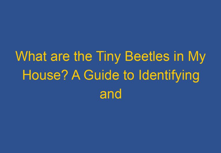 What are the Tiny Beetles in My House? A Guide to Identifying and Eliminating Household Beetles