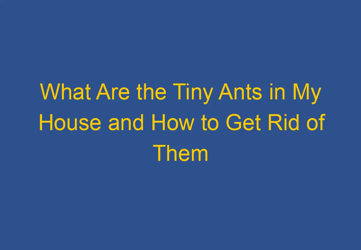 What Are the Tiny Ants in My House and How to Get Rid of Them