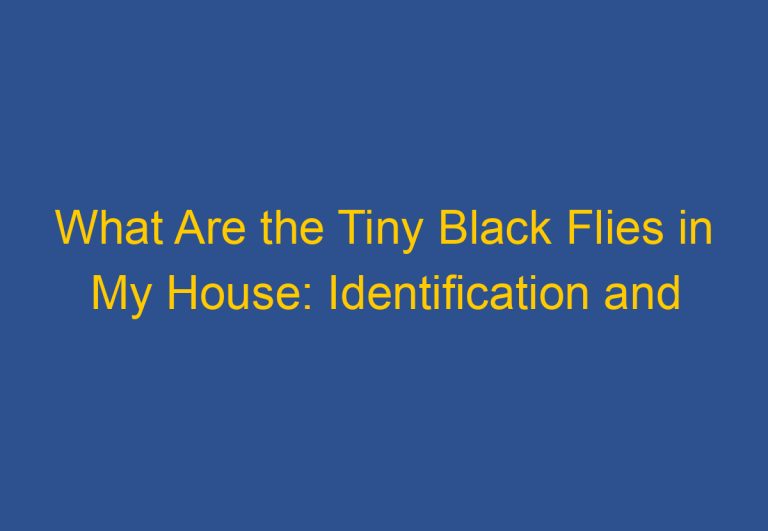 What Are the Tiny Black Flies in My House: Identification and Prevention Tips