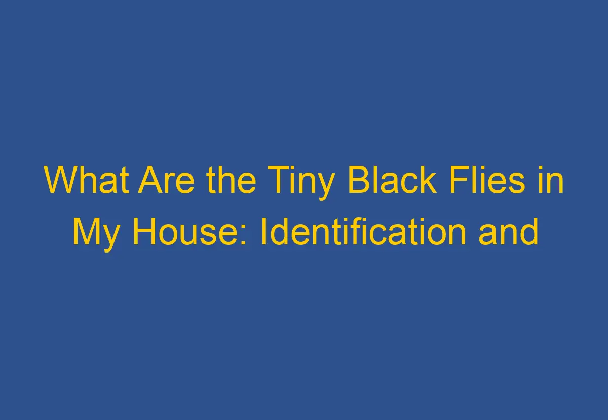 what-are-the-tiny-black-flies-in-my-house-identification-and