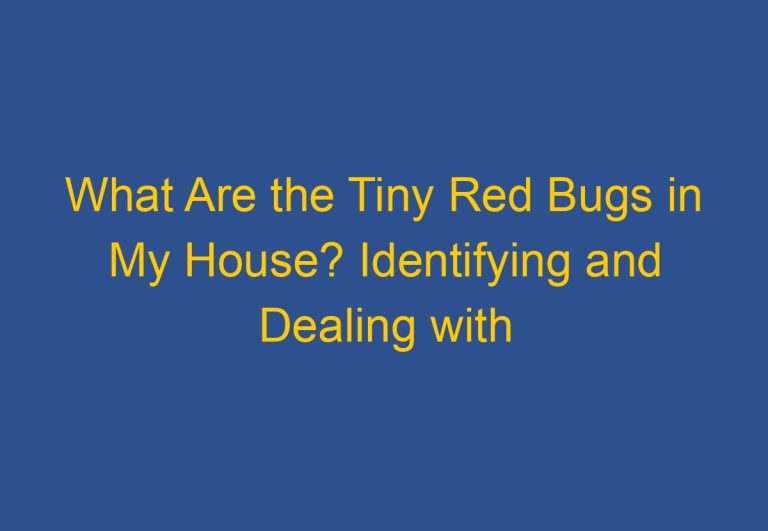What Are the Tiny Red Bugs in My House? Identifying and Dealing with Common Household Pests