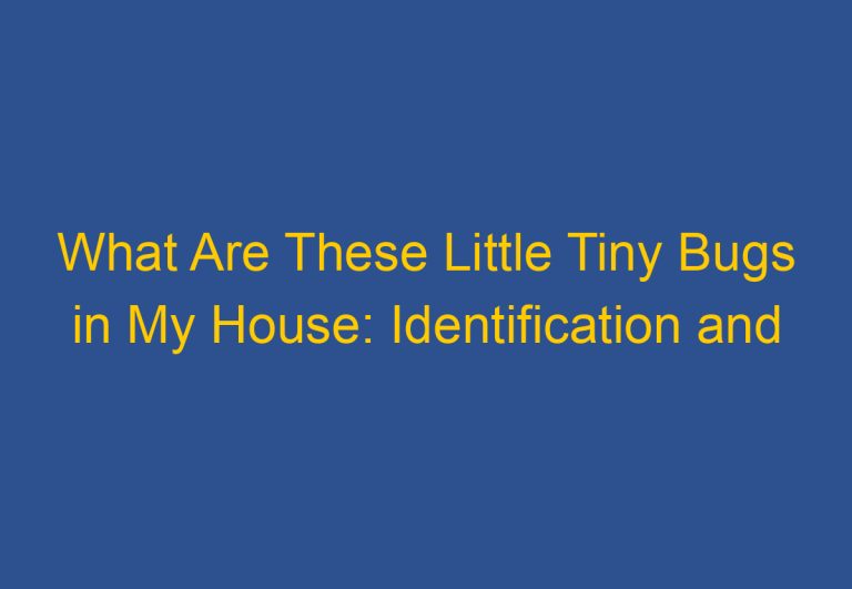 What Are These Little Tiny Bugs in My House: Identification and Prevention Tips