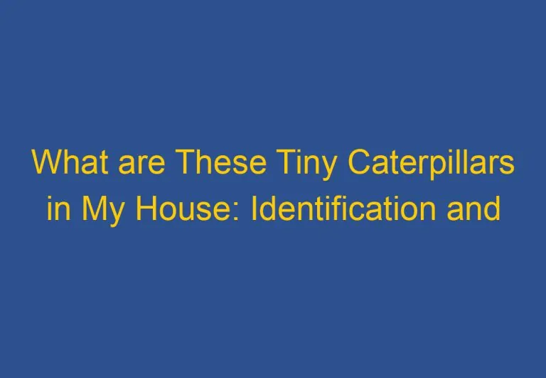 What are These Tiny Caterpillars in My House: Identification and Prevention Tips